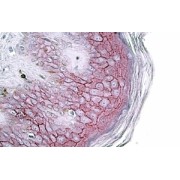 abx430937 (3.8 µg/ml staining of paraffin embedded Human Skin. Steamed antigen retrieval with citrate buffer pH 6, AP-staining.