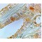 EP1 receptor Antibody