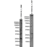 Images A and B: WB analysis using abx430941 (1 ug/ml) of Human Bone Marrow and Spleen lysate.