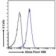 Flow cytometry analysis of MCF7 cells (blue) using Pericentrin 1 Antibody (10 µg/ml) with a secondary antibody conjugated to AF488 (1 µg/ml). Non-specific Goat IgG antibody with a secondary antibody conjugated to AF488 (black) was used as a negative control.