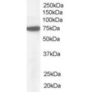 abx430942 (1 µg/ml) staining of Hela lysate (35 µg protein in RIPA buffer). Detected by chemiluminescence.