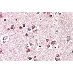 Endophilin-A1 Antibody
