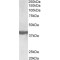 Endophilin-A1 Antibody