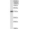 Nucleophosmin (NPM1) Antibody