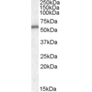 abx430955 (0.1 µg/ml) staining of Human Cerebellum lysate (35 µg protein in RIPA buffer). Primary incubation was 1 hour. Detected by chemiluminescence.