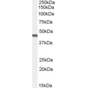 abx430961 (0.1 µg/ml) staining of Jurkat lysate (35 µg protein in RIPA buffer). Primary incubation was 1 hour. Detected by chemiluminescence.