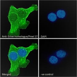 Silver homologue Antibody