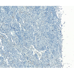 Silver homologue Antibody