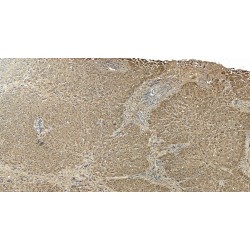 Arginase 1 (ARG1) Antibody