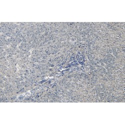 Arginase 1 (ARG1) Antibody
