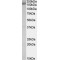 Stromal Antigen 2 (STAG2) Antibody