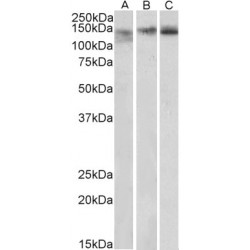 Stromal Antigen 2 (STAG2) Antibody