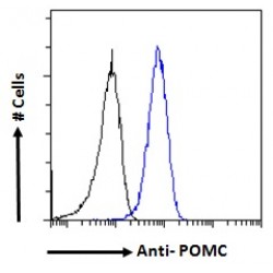Pro-Opiomelanocortin (POMC) Antibody