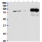 betaCstF-64 variant 1 Antibody