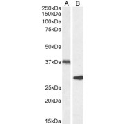 abx430974 (1 µg/ml) staining of Rat Adipose (A) and Mouse Spleen (B) lysate (35 µg protein in RIPA buffer). Detected by chemiluminescence.