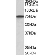 abx430981 (1 µg/ml) staining of A431 lysate (35 µg protein in RIPA buffer). Primary incubation was 1 hour. Detected by chemiluminescence.