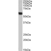 Western blot analysis of Human Liver lysate (35 µg protein in RIPA buffer), using biotin-conjugated Formimidoyltransferase Cyclodeaminase (FTCD) Antibody (1 µg/ml, 1 hour). Detected by chemiluminescence, using streptavidin-HRP and using NAP blocker as a substitute for skimmed milk.