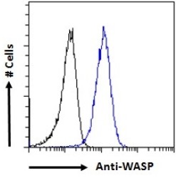 Wiskott-Aldrich Syndrome Protein (WAS) Antibody