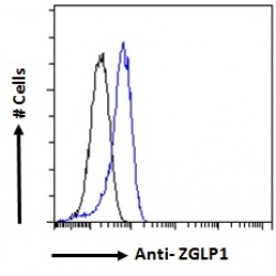 GATA-Type Zinc Finger Protein 1 (ZGLP1) Antibody