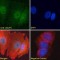 GATA-Type Zinc Finger Protein 1 (ZGLP1) Antibody