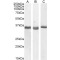 Spondin-2 (SPON2) Antibody