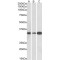 Microtubule Associated Protein RP/EB Family Member 3 (MAPRE3) Antibody