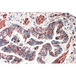 MOB Kinase Activator 2 (MOB2) Antibody