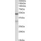 MOB Kinase Activator 2 (MOB2) Antibody
