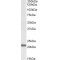 U3 Small Nucleolar Ribonucleoprotein Protein IMP3 (IMP3) Antibody