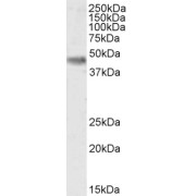 abx431010 (0.2 µg/ml) staining of Mouse Brain lysate (35 µg protein in RIPA buffer). Detected by chemiluminescence.