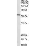 Biotinylated abx431015 (0.1 µg/ml) staining of Mouse Kidney lysate (35 µg protein in RIPA buffer), exactly mirroring its parental non-biotinylated product. Primary incubation was 1 hour. Detected by chemiluminescence, using streptavidin-HRP and using NAP blocker as a substitute for skimmed milk.