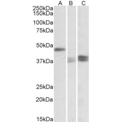 Thioredoxin Domain-Containing Protein 5 (TXNDC5) Antibody