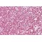 F-Box Only Protein 4 (FBXO4) Antibody