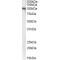Glutamate Metabotropic Receptor 7 (GRM7) Antibody