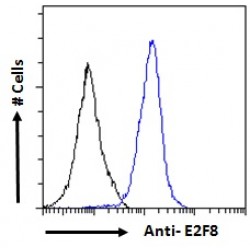 E2F Transcription Factor 8 (E2F8) Antibody