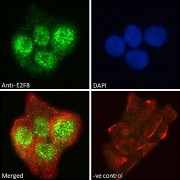 Immunofluorescence analysis of paraformaldehyde fixed A431 cells, permeabilized with 0.15% Triton. Primary incubation 1hr (10 µg/ml) followed by Alexa Fluor 488 secondary antibody (2 µg/ml), showing nuclear and cytoplasmic staining. Actin filaments were stained with phalloidin (red) and the nuclear stain is DAPI (blue). Negative control: Unimmunized goat IgG (10 µg/ml) followed by Alexa Fluor 488 secondary antibody (2 µg/ml).