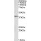 Protein Kinase C Delta-Binding Protein (PRKCDBP) Antibody