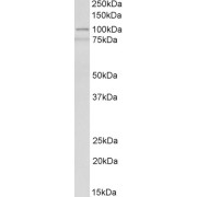 abx431046