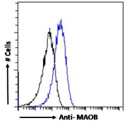 Flow cytometry analysis of HepG2 cells (blue), using MAOB Antibody (10ug/ml) with a secondary antibody conjugated to AF488 (1ug/ml). Non-specific Goat IgG was used as a negative control, followed by a secondary antibody conjugated to AF488 (black).