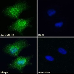 Monoamine Oxidase B (MAOB) Antibody
