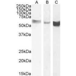 Monoamine Oxidase B (MAOB) Antibody
