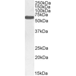 Monoamine Oxidase B (MAOB) Antibody