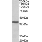 abx431048 (0.01 µg/ml) staining of Mouse Liver lysate (35 µg protein in RIPA buffer). Detected by chemiluminescence.