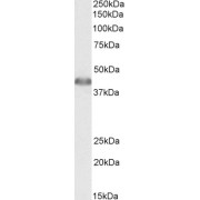 abx431050 (0.01 µg/ml) staining of Human Liver lysate (35 µg protein in RIPA buffer). Primary incubation was 1 hour. Detected by chemiluminescence.