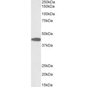 Biotinylated abx431050 (0.1 µg/ml) staining of Mouse Liver lysate (35 µg protein in RIPA buffer), exactly mirroring its parental non-biotinylated product. Primary incubation was 1 hour. Detected by chemiluminescence, using streptavidin-HRP and using NAP blocker as a substitute for skimmed milk.