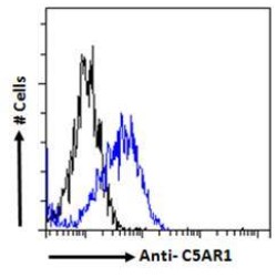 C5a Anaphylatoxin Chemotactic Receptor 1 (C5AR1) Antibody