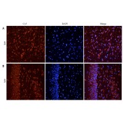 abx431067 (5 µg/ml) staining of paraffin embedded Rat Cerebral Cortex (A) and Rat Hippocampus (B), CRY-staining with DAPI nuclear counter stain in blue. Antigen retrieval with citrate buffer pH 6 at 95-98C.