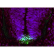 abx431070 (1 µg/ml) staining of PFA-perfused cryosection of Mouse embryo E13.5. Primary incubation overnight at 4C. AF488 detection (green) in combination with nuclear DAPI staining (blue)