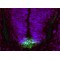 Fer3-Like (Drosophila) (Ferd3l) Antibody