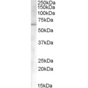 abx431071